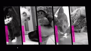 Top 33 CSS Accordions